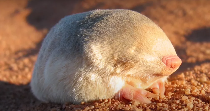 Disangka Punah, Tikus Berbulu Emas Ditemukan Kembali di Afrika