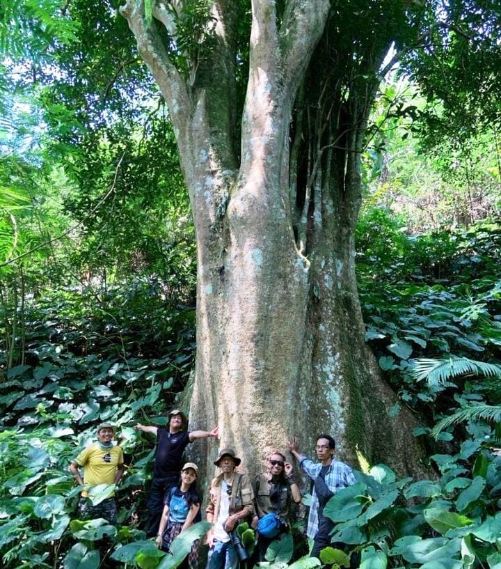 Gunung Sanggabuana Miliki 21 Jenis Pohon Ficus