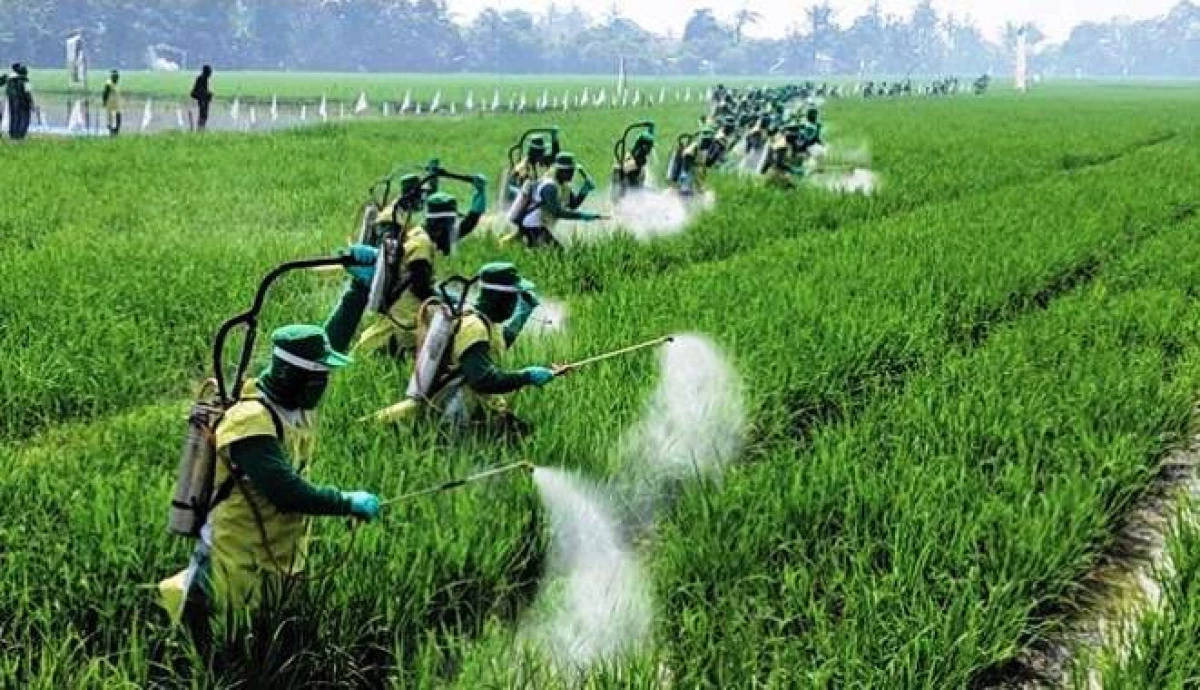 Sawah Terserang Hama