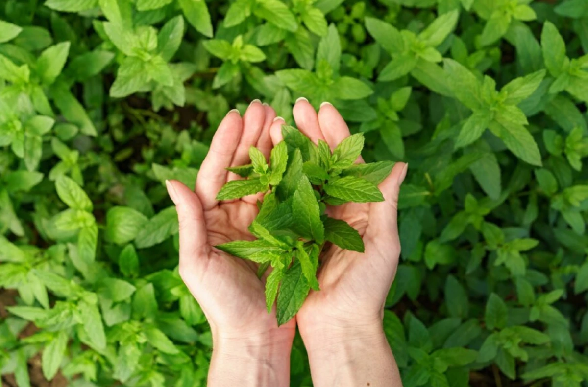 Pemanis Stevia bahaya ga sih? Lebih aman ga dari gula biasa? Simak disini!