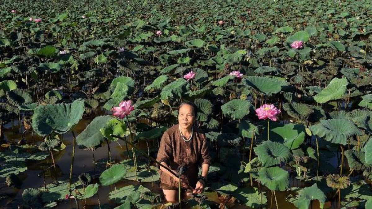 Bikin Melongo! Harga Sutra Teratai Capai 2,9 Juta Per 25 cm. (Sumber Foto CNN Indonesia)