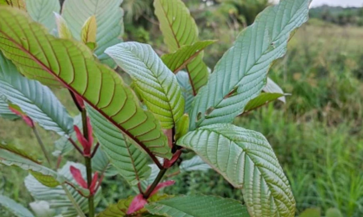 Manfaat Daun Kratom Beserta Efek Samping