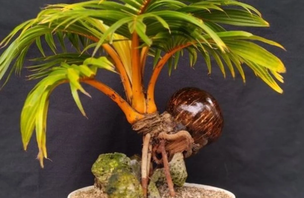 Bonsai Kelapa Termahal di Indonesia