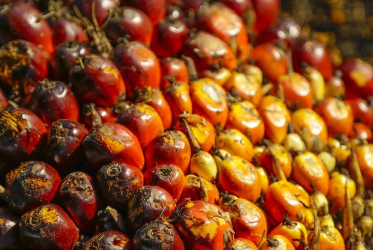 Apakah Minyak Makan Merah Baik atau Buruk? Simak disini