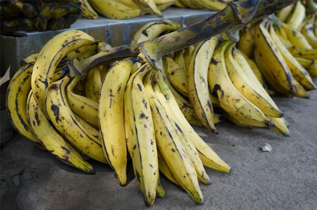 Tak Hanya Nikmat! Ternyata Banyak Manfaat dari Pisak Tanduk Untuk Kesehatan