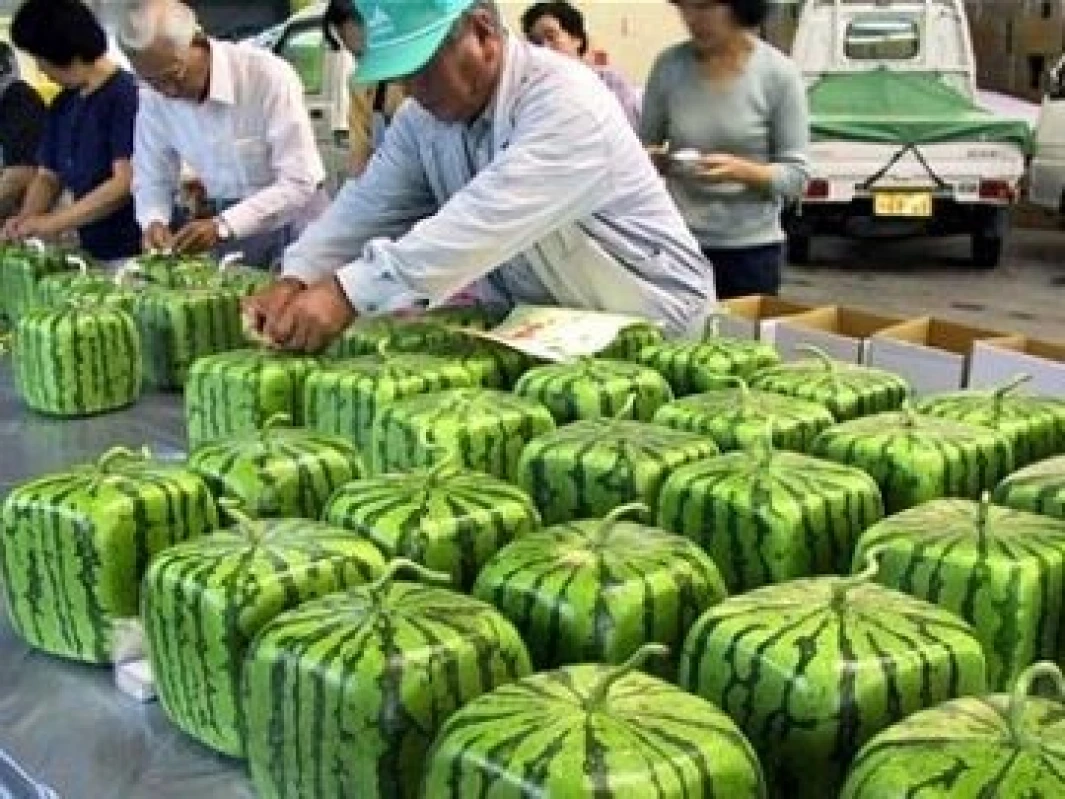 Kenapa Semangka Kotak Asal Jepang Begitu Mahal? Padahal Rasanya Tidak Enak (Sumber Foto detikFood)