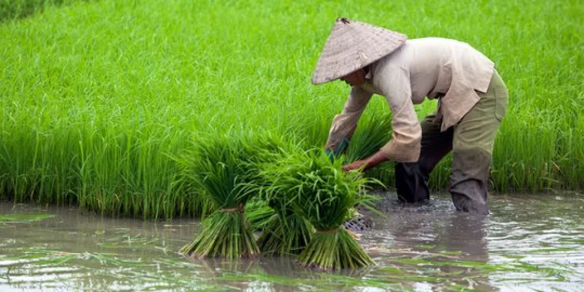 Beras Mahal? Petani Luar Negri Sudah Canggih, Petani Indonesia Bagaimana? (Sumber Foto Merdeka.com)