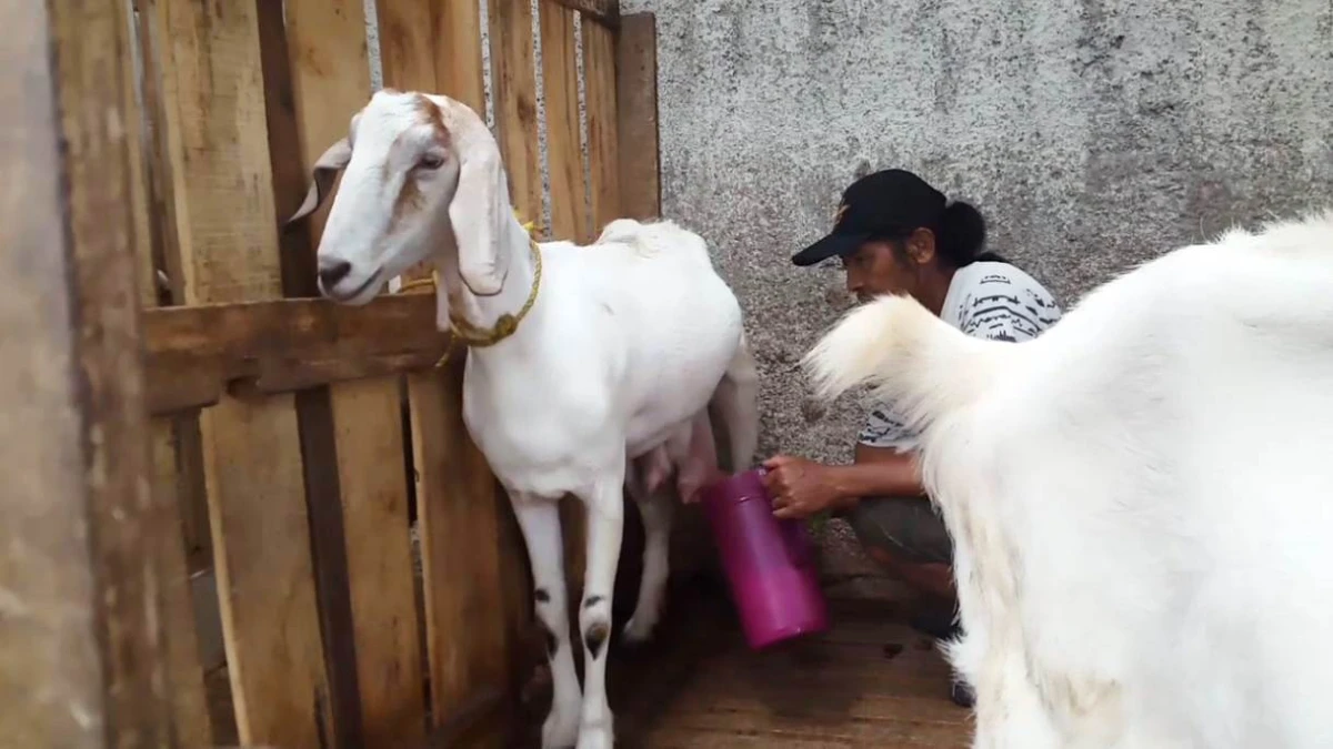 Susu Kambing Saanen