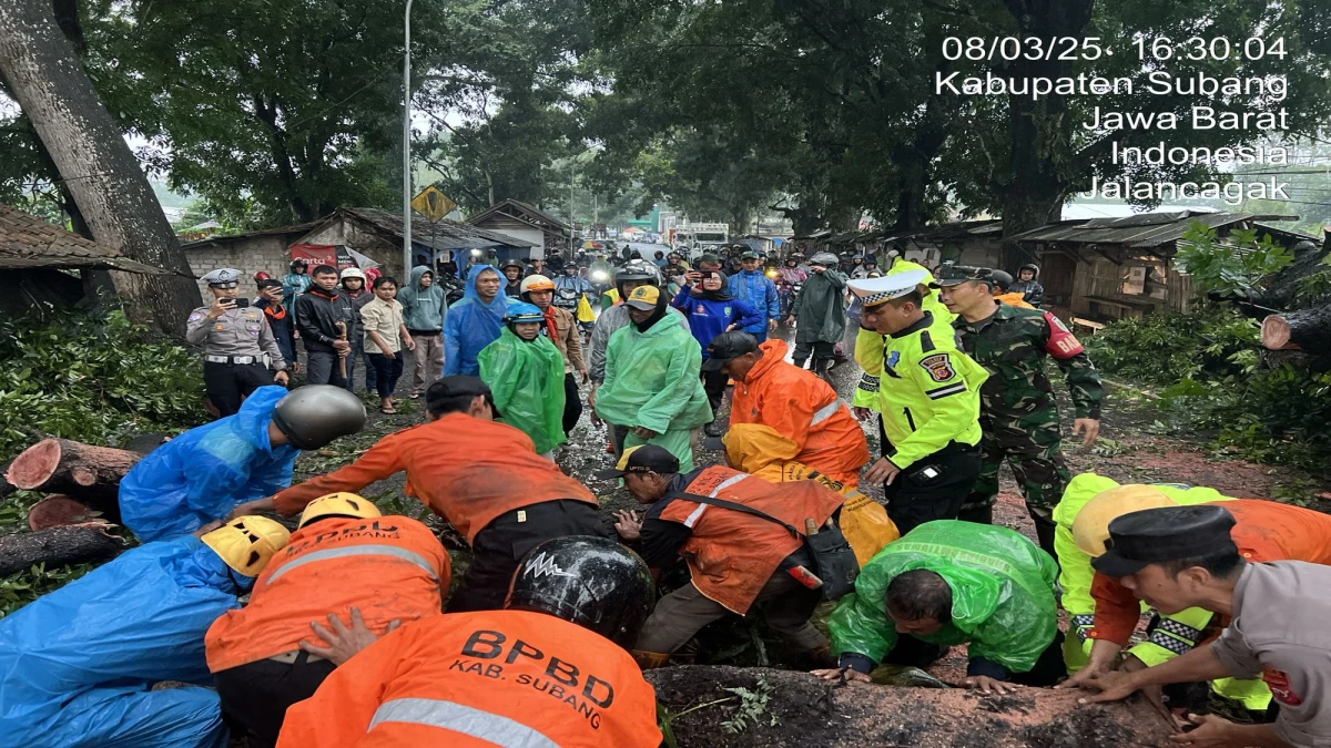 Hujan deras yang mengguyur wilayah Jalancagak, Kabupaten Subang, pada Sabtu (8/3/2025) sore mengakibatkan pohon besar tumbang dan melintang di tengah Jalan Raya Jalancagak, tepatnya di Blok Gamlung, Desa Jalancagak.