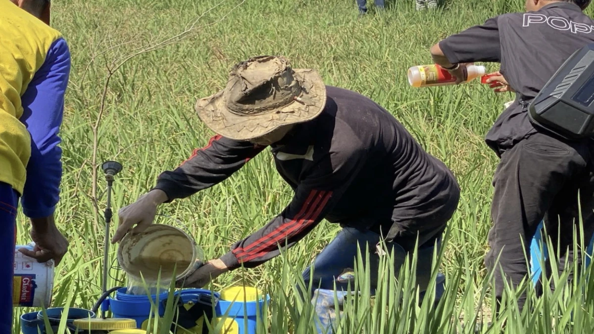 Dinas Pertanian Subang melaksanakan Gerakan Pengendalian Organisme Pengganggu Tanaman (Gerdal OPT), pada Kamis (24/4/2025).