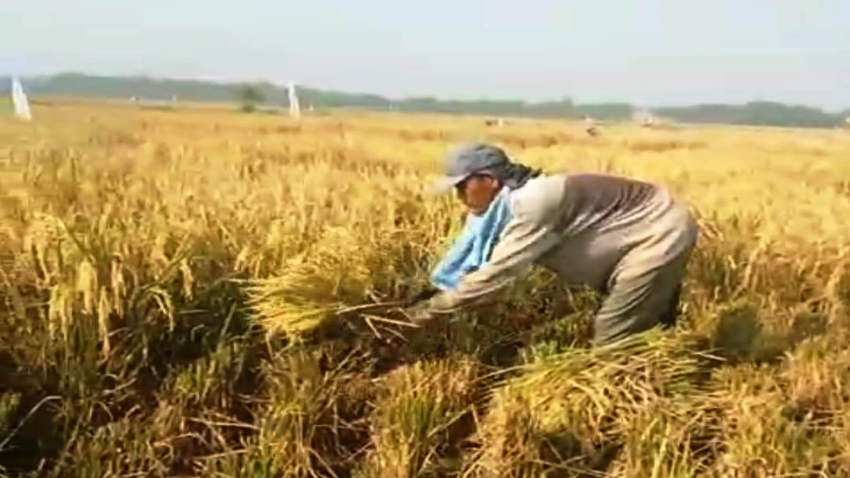Petani di Teluk Buyung