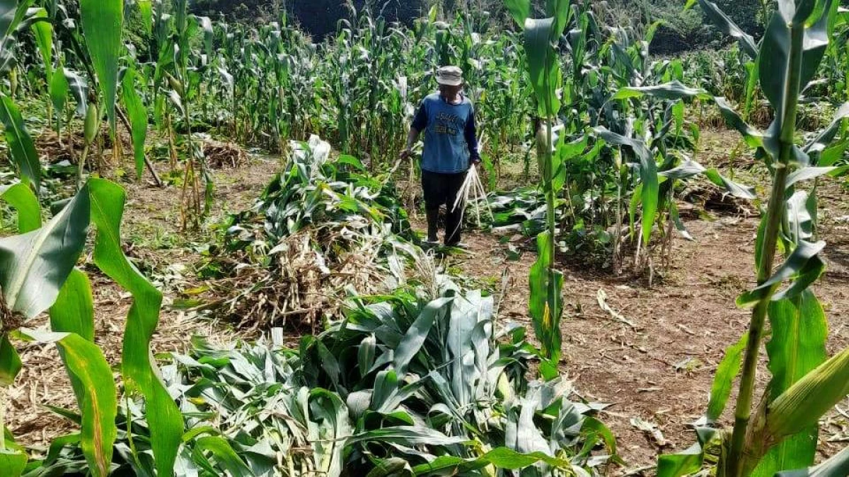 Program Ketahanan Pangan Desa Munjul Kecamatan Pagaden Barat