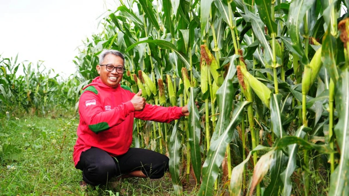Benih Unggul dan Adopsi Teknologi Ewindo, Rahasia Sukses Petani Sayuran di Purwakarta