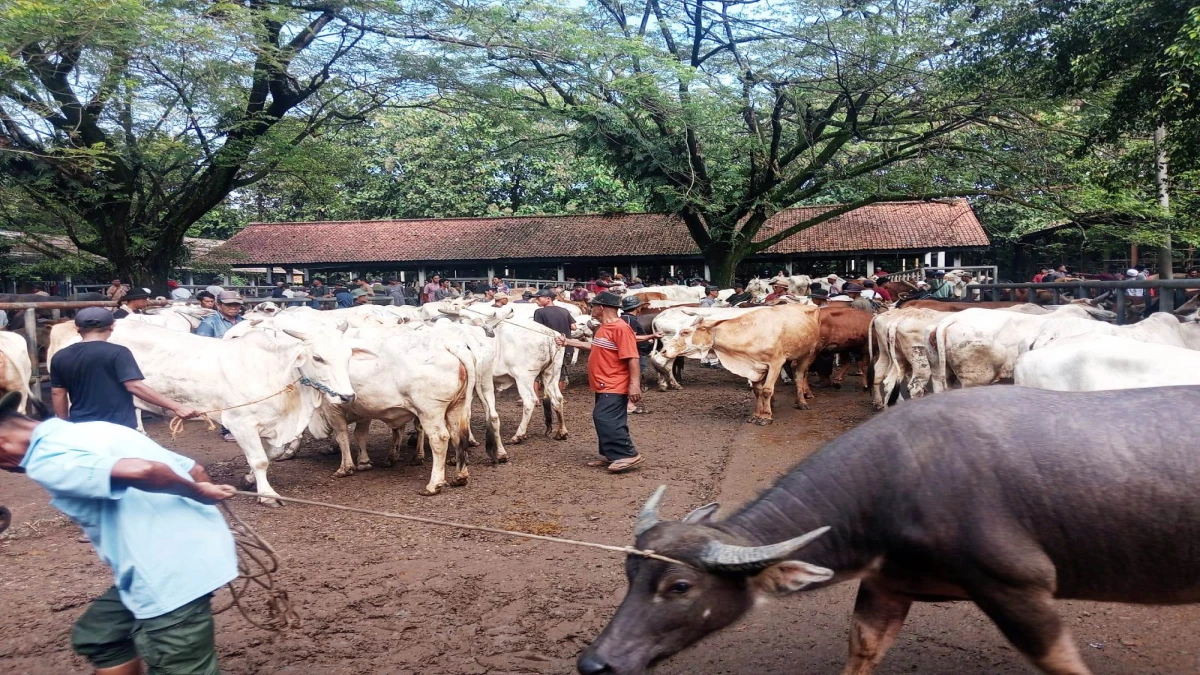Dinas Petenakan Purwakarta Pastikan Kesehatan Hewan, Lonjakan Pasokan Jelang Idul Adha