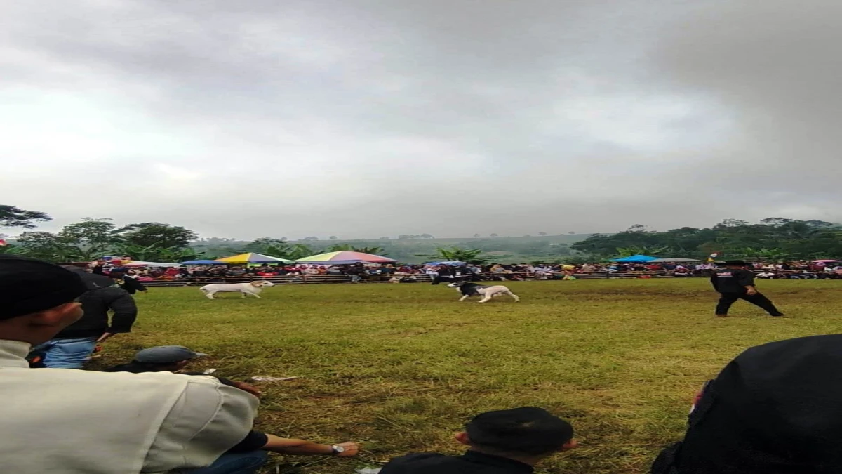 Adu Ketangkasan Domba Garut jadi Magnet Wisata Budaya di Subang