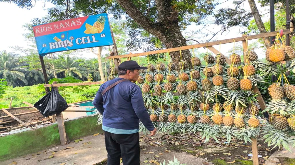 Kisah Pedagang Nanas di Jalancagak Subang yang Bertahan Demi Masa Depan Anak