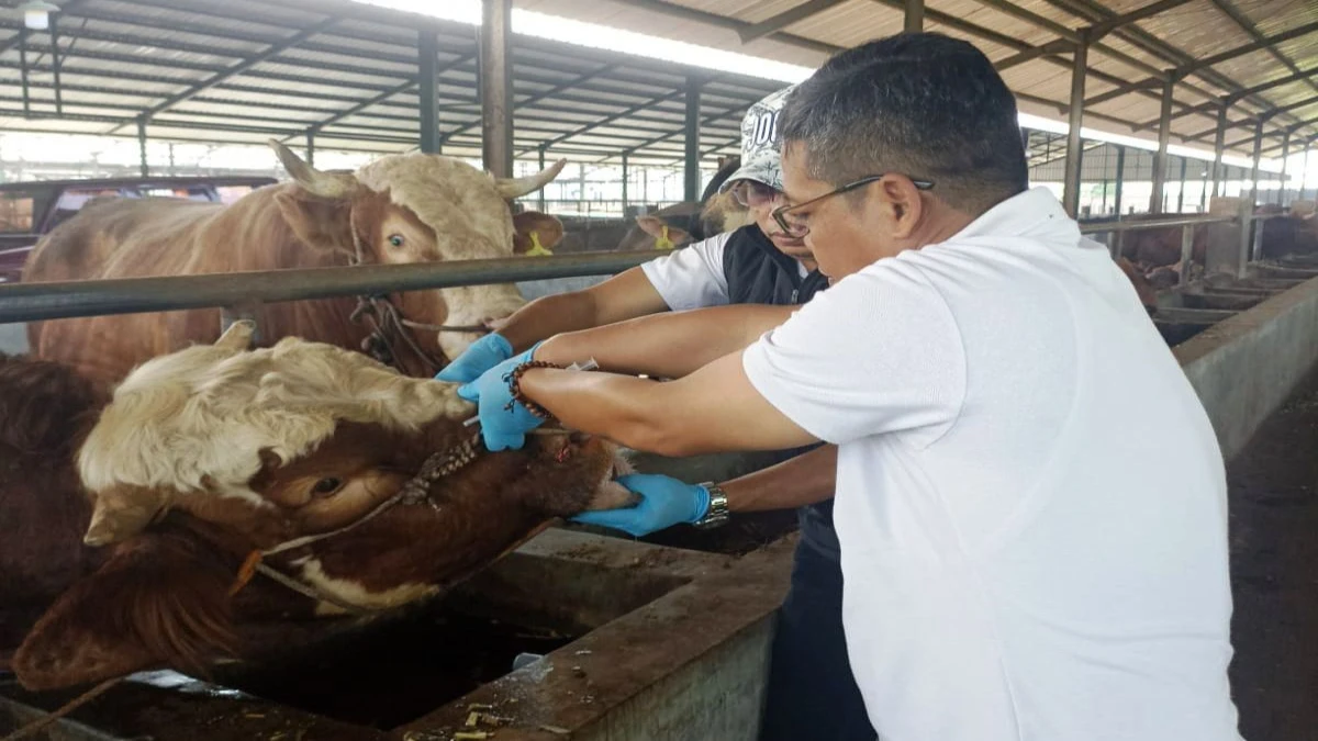 Puluhan Hewan Qurban di Subang Terindikasi Sakit, Masyarakat Diimbau Waspada