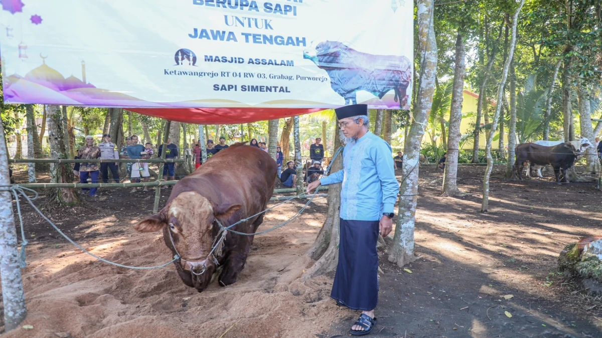 36 Sapi Kurban Presiden RI Dibagi di Jateng, Sekda: Bentuk Apresiasi Peternak Lokal