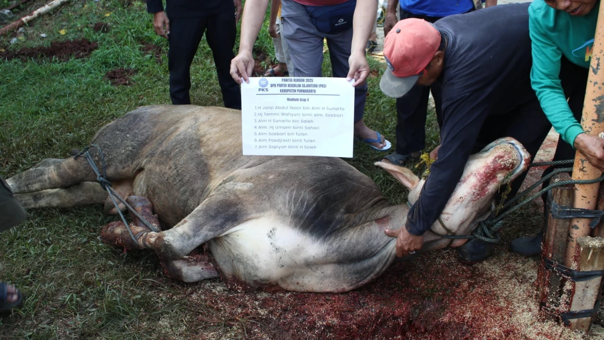 Kurban 7 Sapi dan 115 Domba sebagai Wujud Cinta kepada Allah, Haji Jalal Distribusikan Daging ke Bekasi, Karawang dan Purwakarta