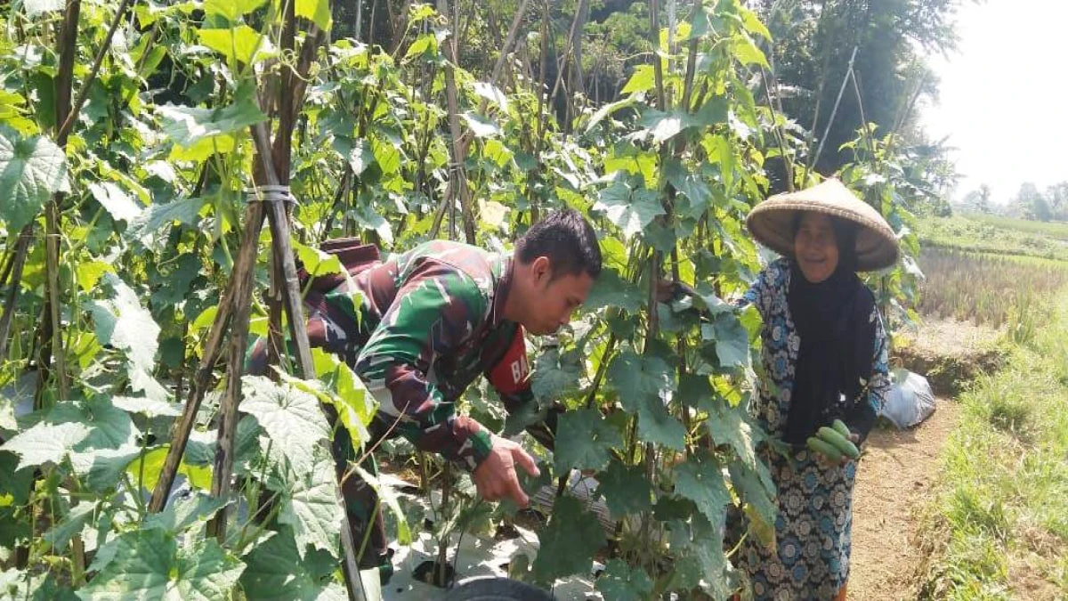 Aktif Pendampingan Petani Desa, Koramil Jalancagak Dukung Ketahanan Pangan di Subang