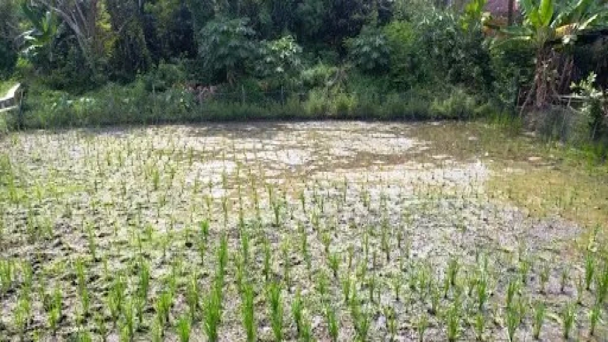Serangan Hama Tikus, Petani di Subang Diminta Waspada, Kurangi Produksi Padi