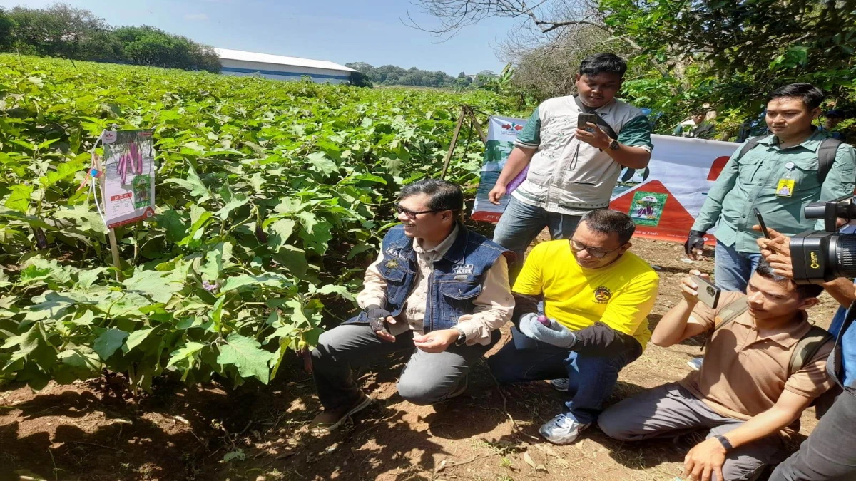 Ketahanan Pangan di Subang, BUMDes Cidadap Tanam Terong Ungu, Bernilai Ekonomis Tinggi