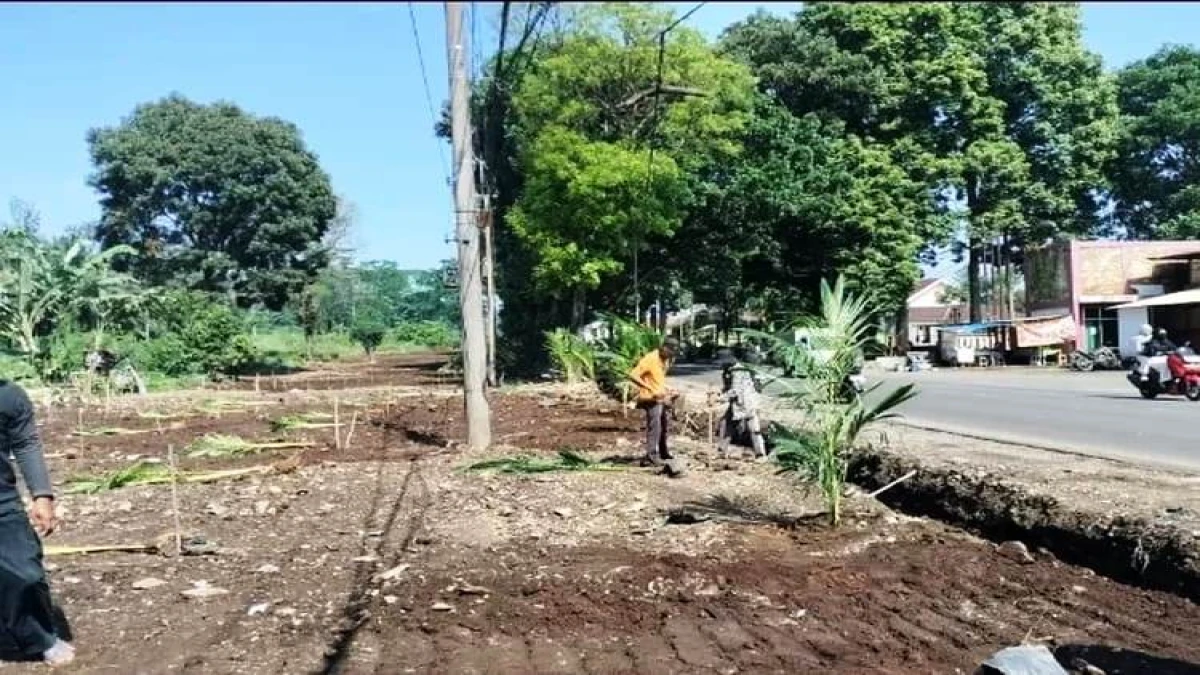 Ribuan Bibit Pohon Kelapa Ditanam di Jalur Provinsi Jalancagak, Percantik dan Amankan Kawasan Eks Kios