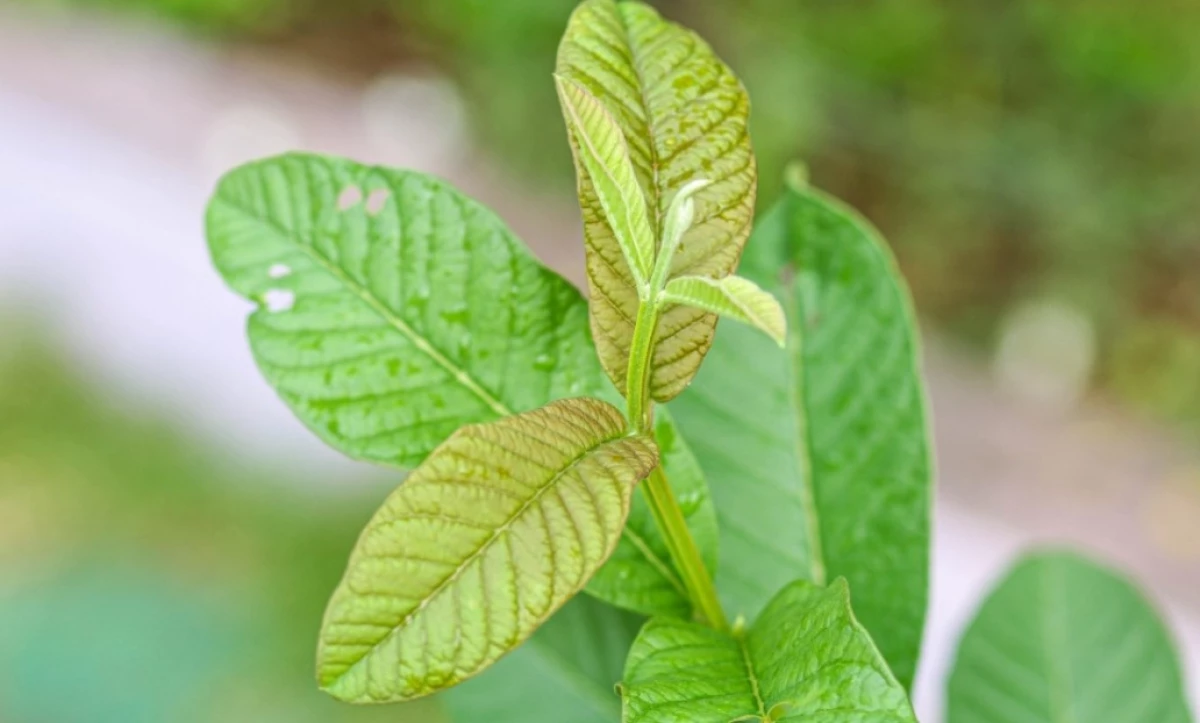 Manfaat Daun Jambu Biji untuk Wajah