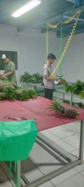 Proses pemanenan Buah Nanas oleh petani