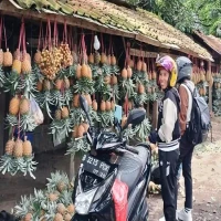 Buah Nanas di Subang