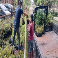tanaman hutan rakyat