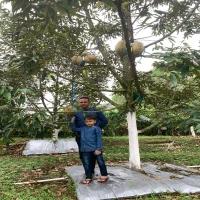 Desa Sukamandi Sagalaherang di kaki Gunung Tangkuban Parahu menawarkan sensasi wisata durian yang unik.