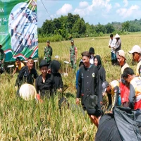 Panen Raya