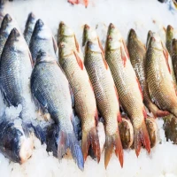 ikan segar ilustrasi