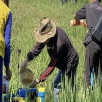 Dinas Pertanian Subang melaksanakan Gerakan Pengendalian Organisme Pengganggu Tanaman (Gerdal OPT), pada Kamis (24/4/2025).