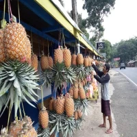 Nanas Subang