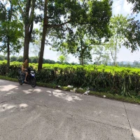 Kabupaten Subang