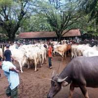 Dinas Perikanan dan Peternakan Kabupaten Purwakarta