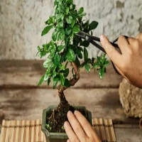 Hobi Bisa Menjadi Cuan! Ini Budidaya dan Cara Merawat Bonsai di Rumah dengan Mudah