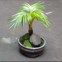 Gila! Harga Bonsai Kelapa 2025 Bisa Tembus Ratusan Juta, Ini Alasannya