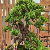 Bonsai Termahal di Indonesia
