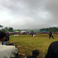 Domba Garut