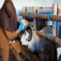Dinas Peternakan Purwakarta