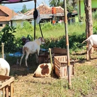 pedagang hewawn kurban