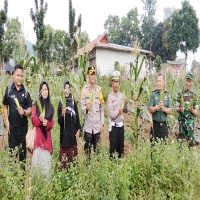 Dalam rangka mendukung program swasembada pangan nasional tahun 2025, Polsek Jalancagak menggelar kegiatan Panen Raya Jagung Serentak Kuartal II pada Kamis, (5/6/2025).
