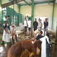 Pemotongan hewan