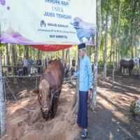 Sapi kurban prabowo