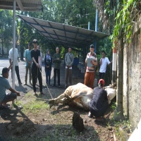 Perusahaan Umum Daerah Air Minum (Perumda) Tirta Rangga Subang melaksanakan kegiatan penyembelihan hewan qurban pada Idul Adha 1446 Hijriah.