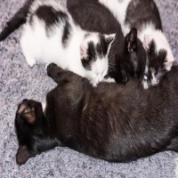 Cara Merawat Anak Kucing yang Baru Lahir, Perhatikan Hal Ini!