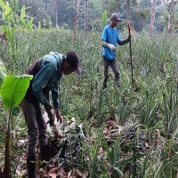 petani nanas di Desa Cimanglid